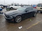 MUSTANG