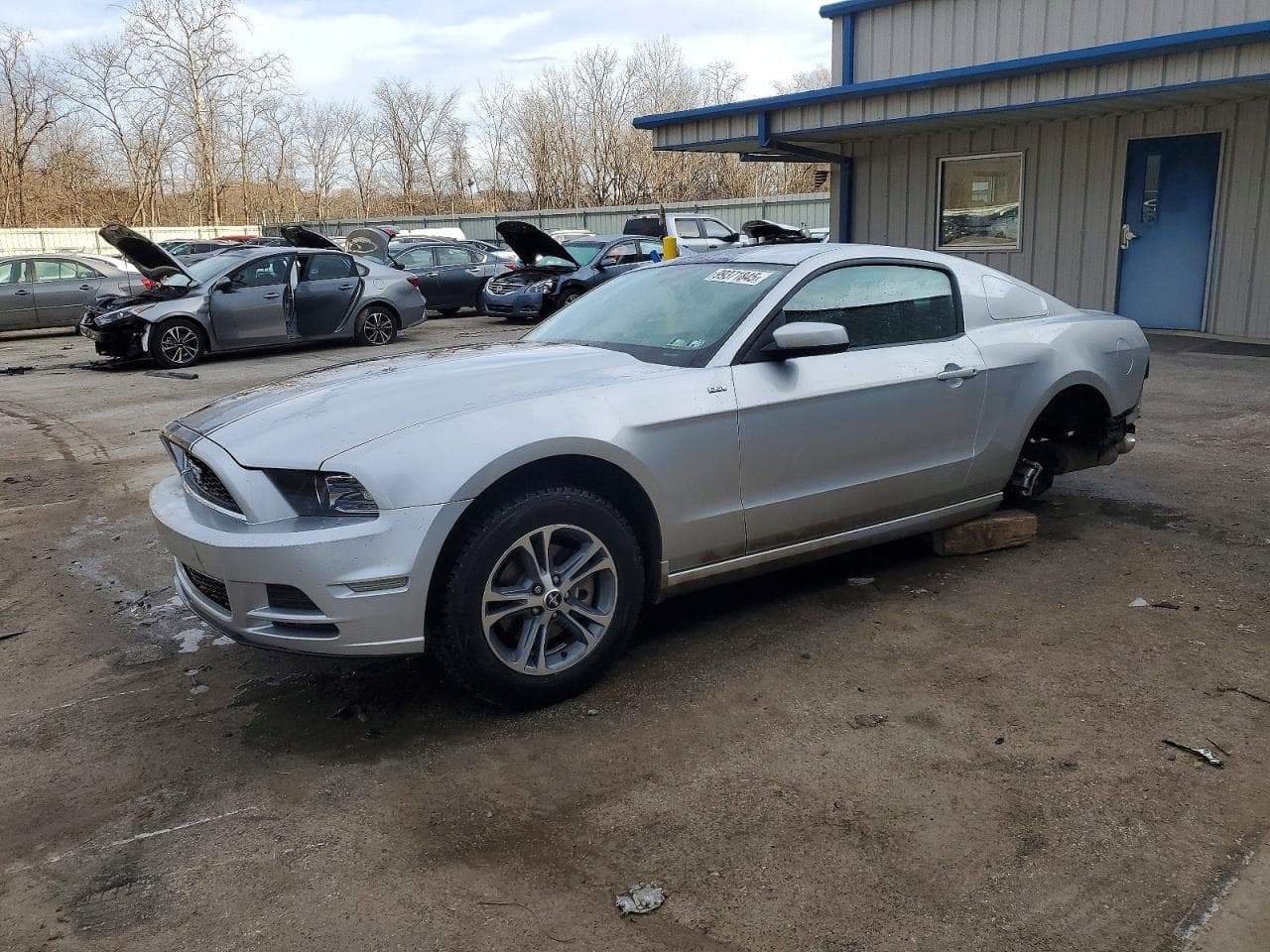MUSTANG