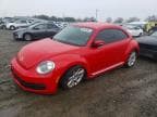 BEETLE
