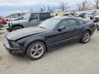 MUSTANG