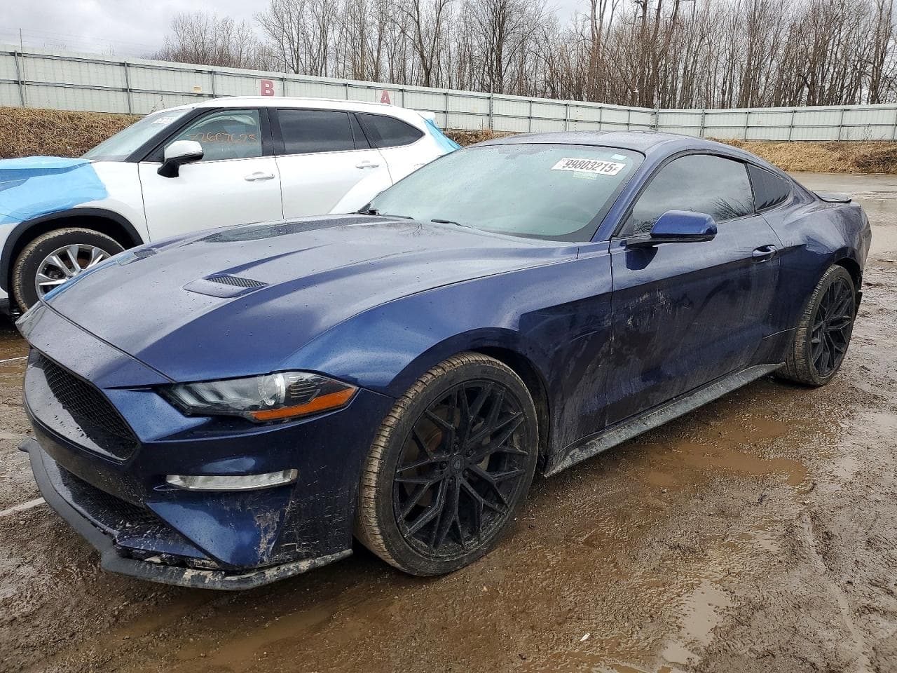 MUSTANG