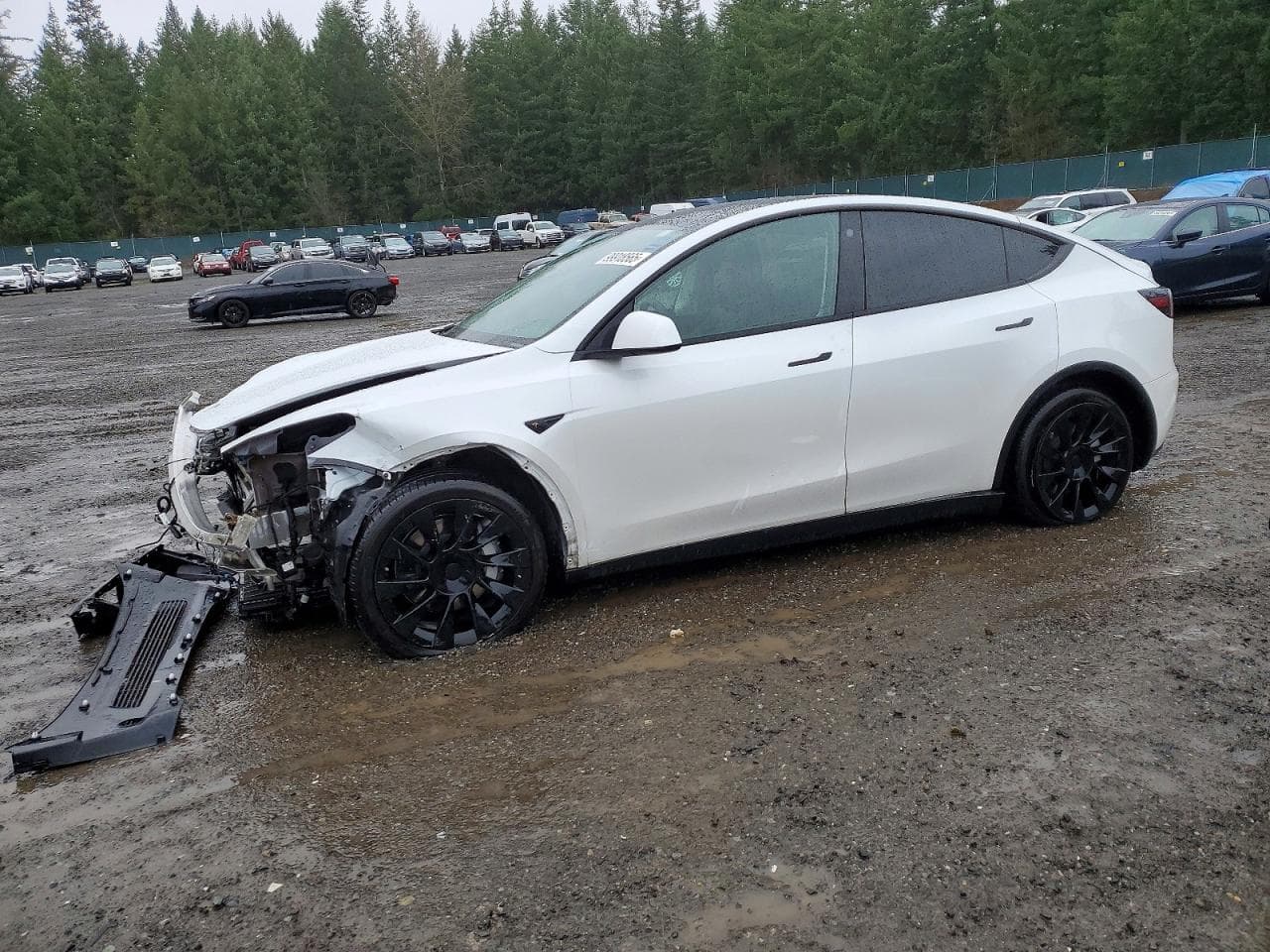 MODEL Y