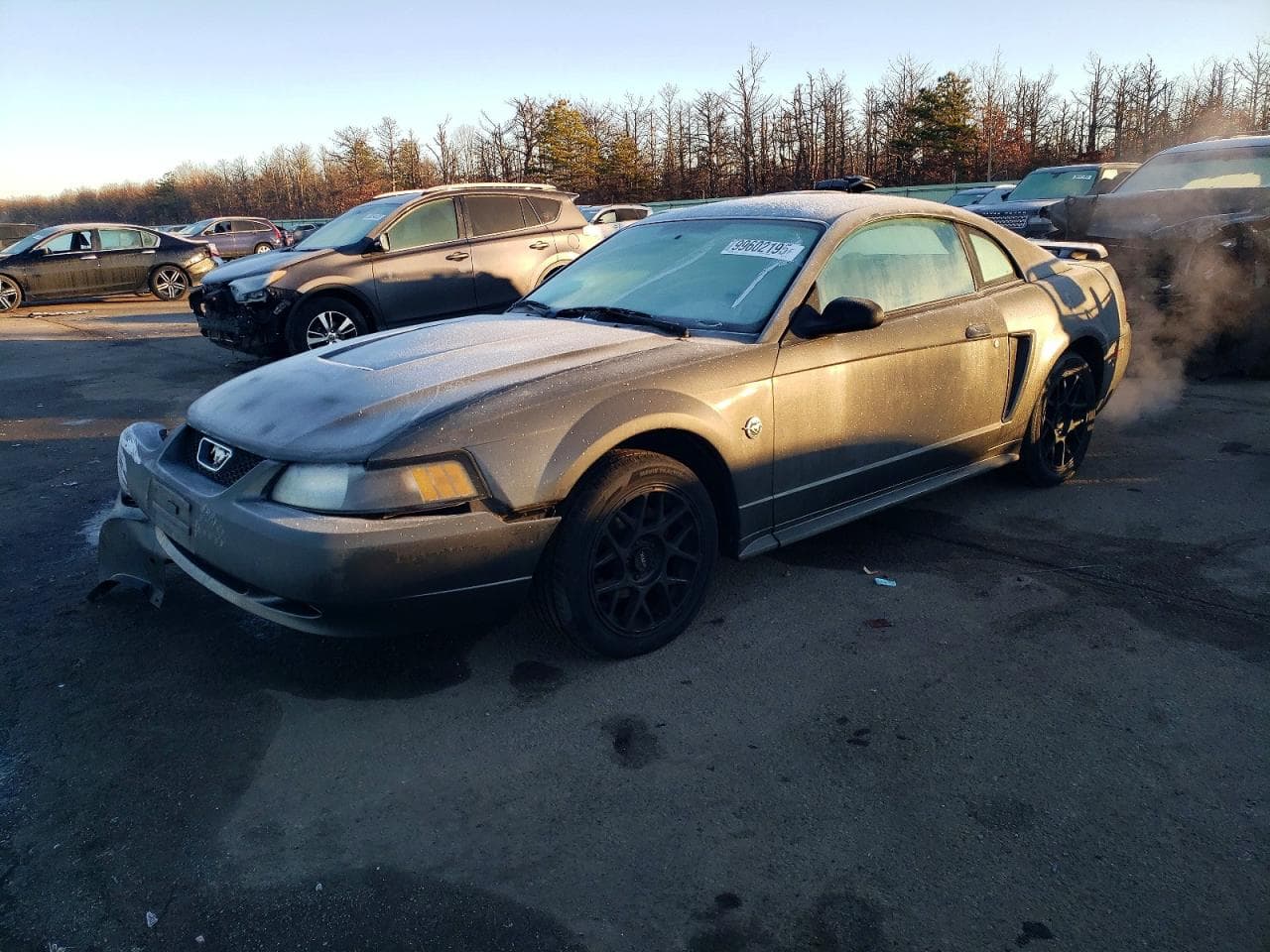 MUSTANG