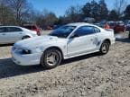 MUSTANG